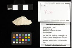 Foto (Objekt + Etiketten) von Goniodromites sp. 